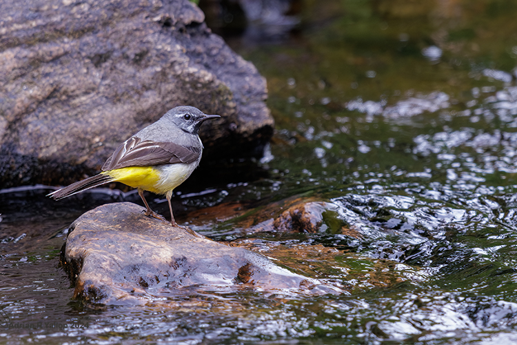Grey Wagtail Motacilla cineria On a rock in a stream